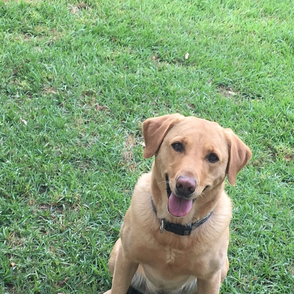 Meet your Posher, Maelee - Picture 1 of 1